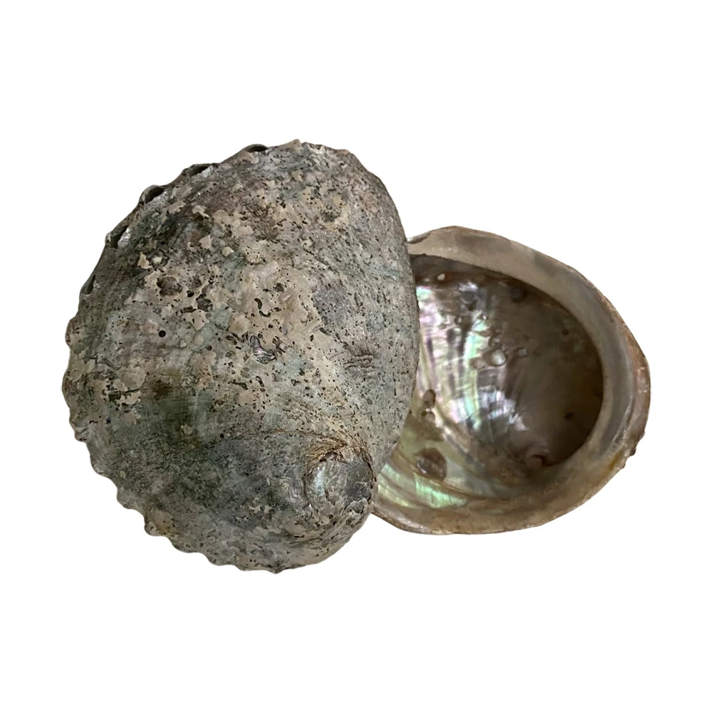 Abalone Shell 10cm 4 Abalone Shell 10cm - Image 2