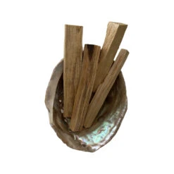 Abalone Shell 10cm 7 Abalone Shell 10cm -HELL BUNNY SHOP VN 0230 ABLNSHLL 10CM D 2188 1643628806