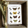 Wildflowers For Butterflies Seed Card - Seeds With Love -HELL BUNNY SHOP butterfly mockup box 7911 1656930212