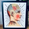 Phrenology Light Box Plug In [Last Available]