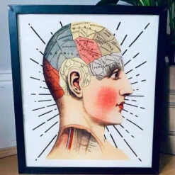 Phrenology Light Box Plug In [Last Available]